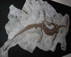The area is known for records and remains which are found in marine as well as land which belongs to the Middle Triassic period The area is known for records and remains which are found in marine as well as land which belongs to the Middle Triassic period.